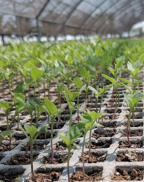 IMG_20241114_112436b